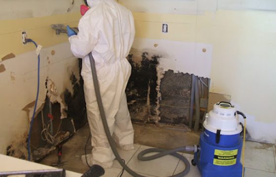 Mold Remediation 6