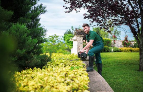 Young professional gardener trimming hedge with power saw in private property garden.